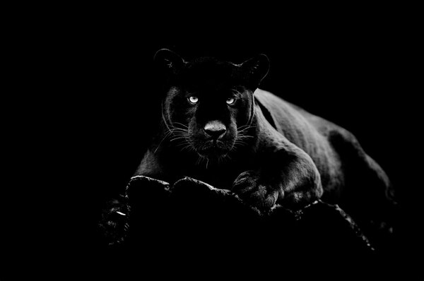 IMAGELAND СТЪКЛЕНА КАРТИНА PANTHER