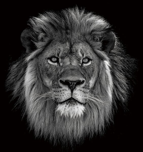 IMAGELAND СТЪКЛЕНА КАРТИНА THE LION KING