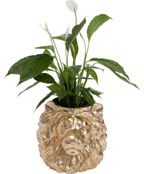 Саксия Lion Gold