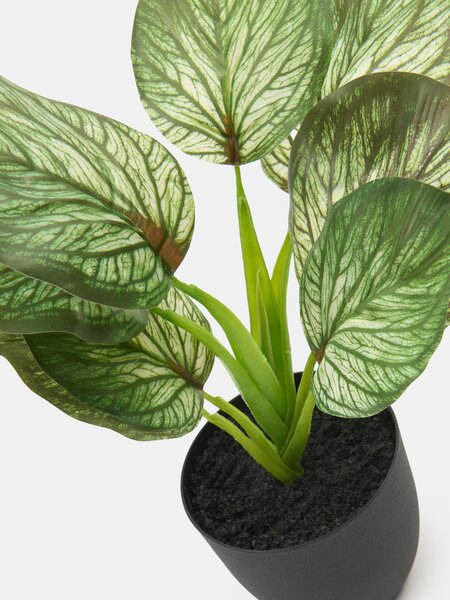 Sinsay - Изкуствено декоративно растение Alocasia в саксия - зeлeн