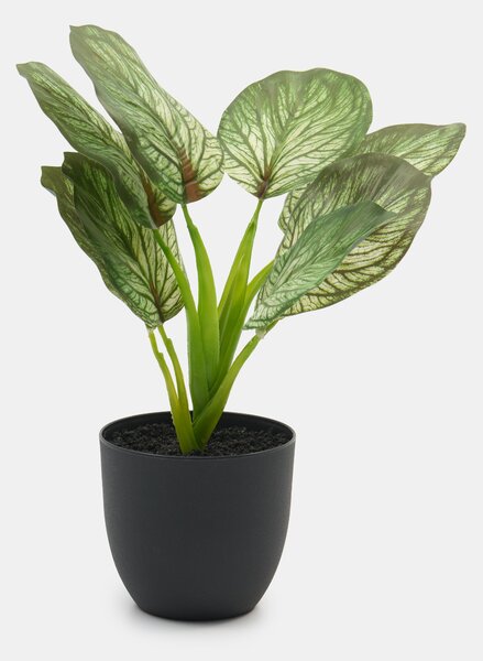 Sinsay - Изкуствено декоративно растение Alocasia в саксия - зeлeн