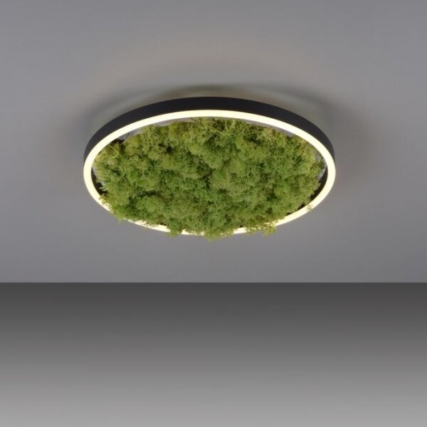 JUST LIGHT. 15391-66 - LED Димируем плафон ЗЕЛЕН (зелен) RITU LED/20W/230V