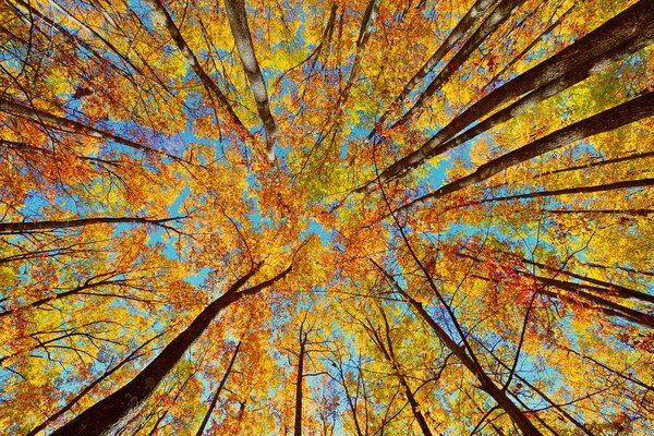 Фототапет – Есенни корони на дърветата
