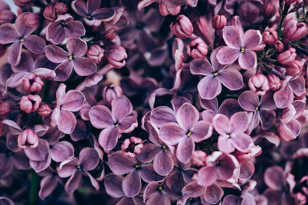 Фототапет – Лилави цветя на люляк