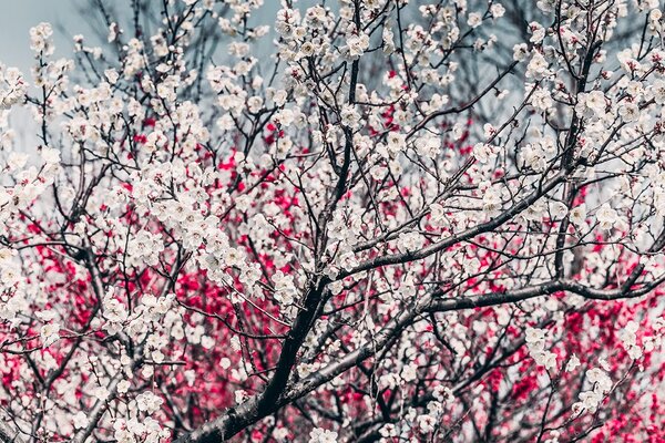 Фототапет – Цветя на праскова