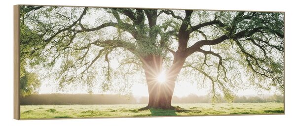 Картина 150x60 cm Tree in the Sun – knor