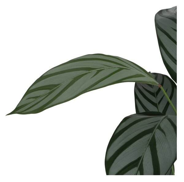 Изкуствено растение (височина 150 cm) Calathea – Ixia