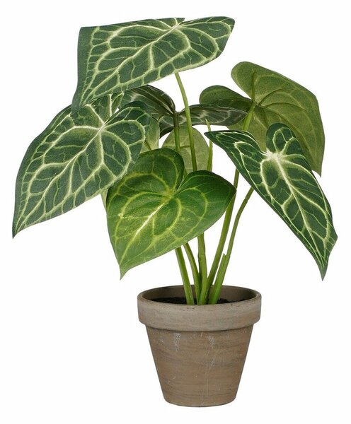 Декоративно Растение Mica Decorations Caladium Ø 21 x 28 cm Изкуствен