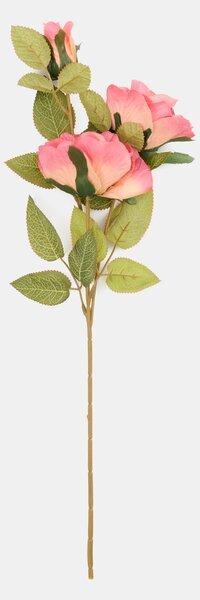 Sinsay - Декоративно растение – клонка роза - розов
