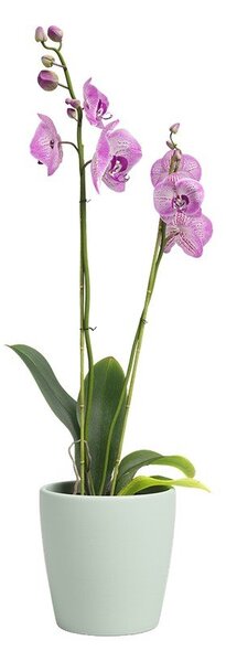 Керамична саксия за цветя ø 14 cm Thalia – Artevasi