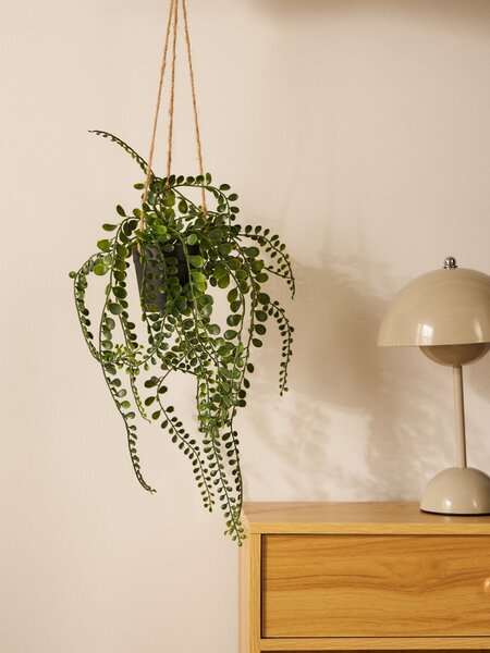 Sinsay - Pianta decorativa in vaso - зeлeн