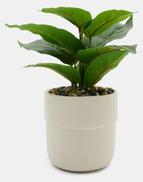 Sinsay - Pianta decorativa in vaso - зeлeн