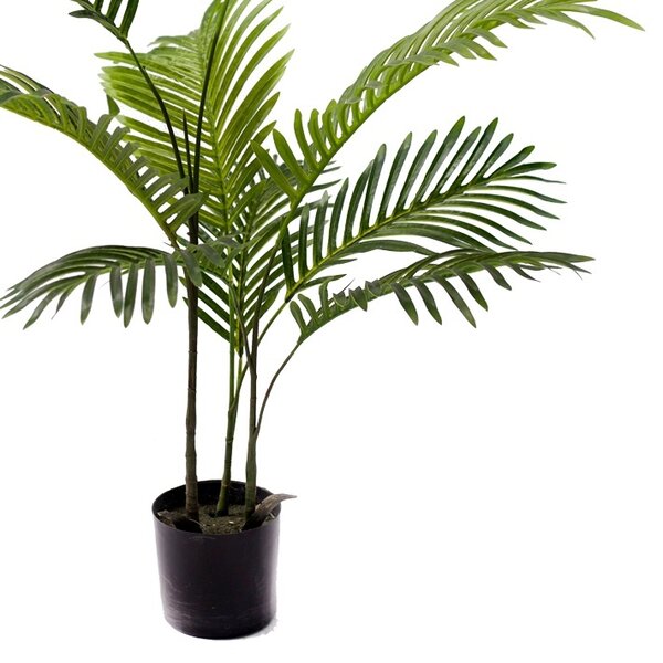 Декоративно градинско растение Areca Pako Pako World Black 80x80x8080 cm