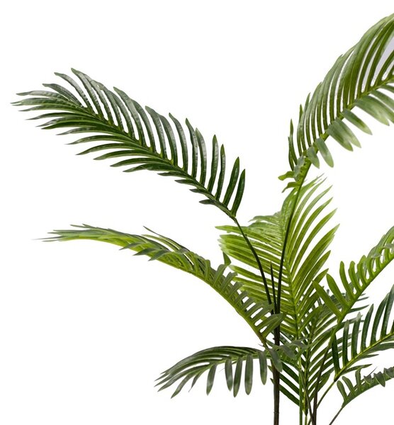 Декоративно градинско растение Areca Pako Pako World Black 80x80x8080 cm