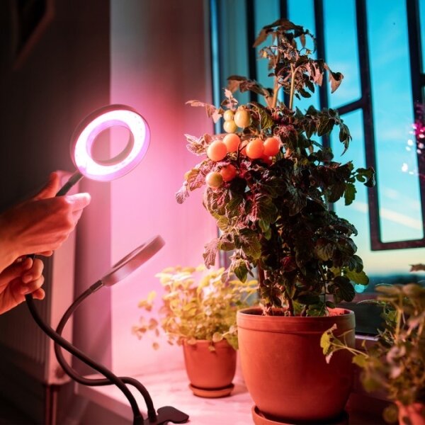 LED гъвкава настолна лампа с клипс за растения VITARO 2xLED/4W/230V черна