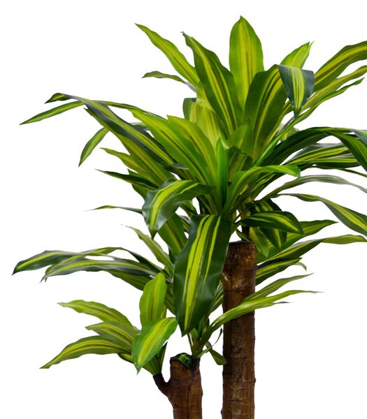Декоративно растение драцена в саксия green pp h110cm