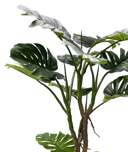 Декоративно саксийно растение Monstera pp h180cm