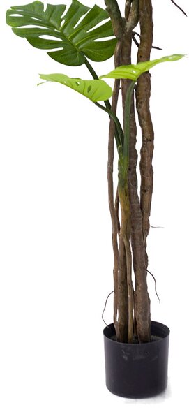 Декоративно саксийно растение Monstera pp h180cm