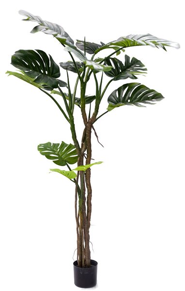 Декоративно саксийно растение Monstera pp h180cm