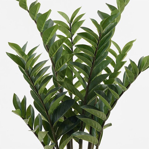 Декоративно саксийно растение Zamia зелено d52x88см