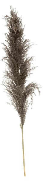 Изкуствено растение atmosphera Natural Pampa, 110см, 3бр, Кафяв