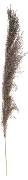 Изкуствено растение atmosphera Natural Pampa, 110см, 3бр, Кафяв