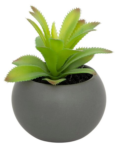 Изкуствено растение atmosphera Succulent, 13 cm, Различни видове