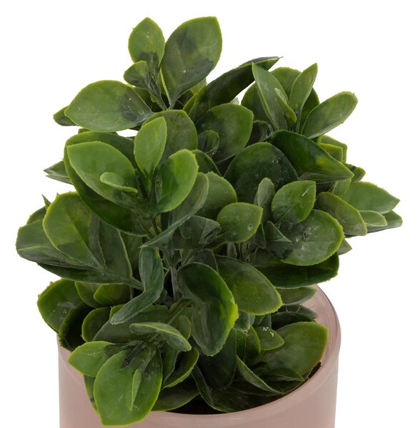 Изкуствено растение atmosphera Tayli Succulent, 18 cm, Различни видове
