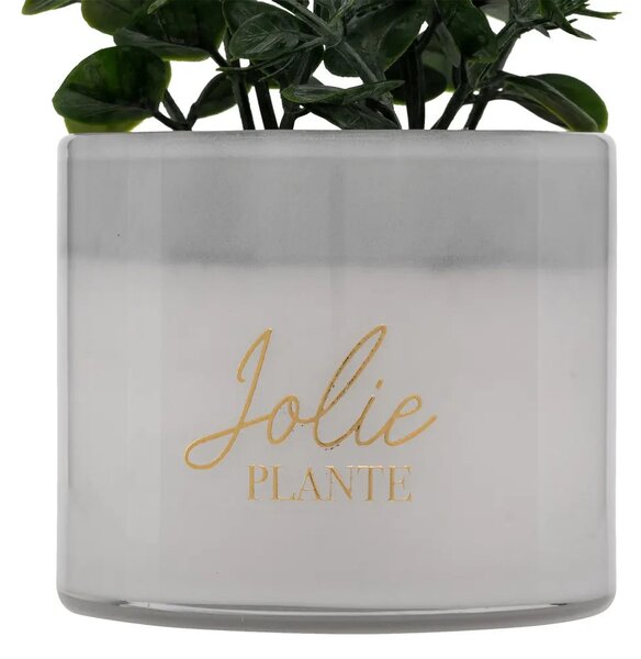 Изкуствено растение atmosphera Tayli Succulent, 18 cm, Различни видове
