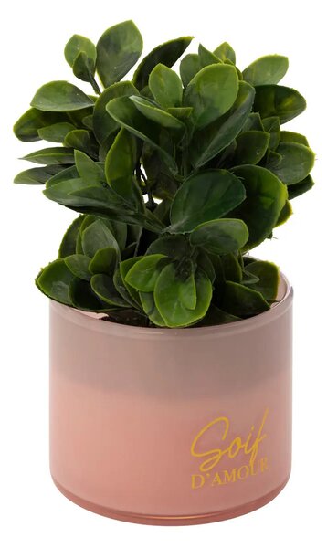 Изкуствено растение atmosphera Tayli Succulent, 18 cm, Различни видове