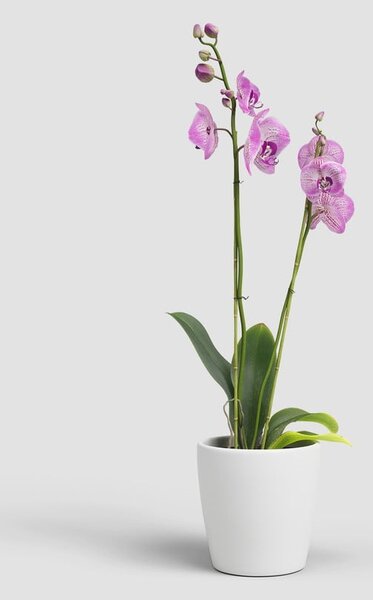 Керамична саксия за цветя ø 14 cm Thalia – Artevasi