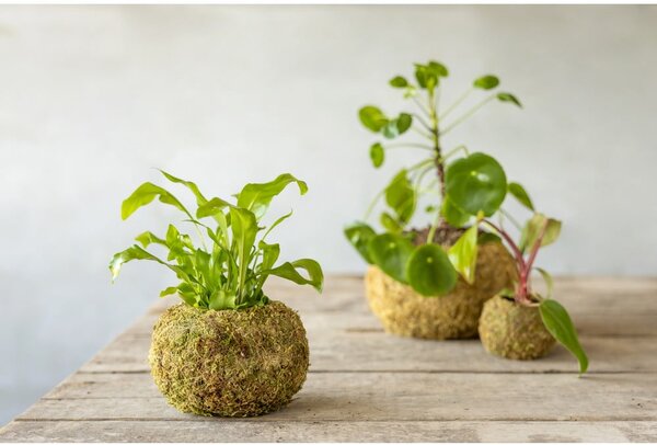 Саксия за цветя ø 14,5 cm Kokedama – Esschert Design