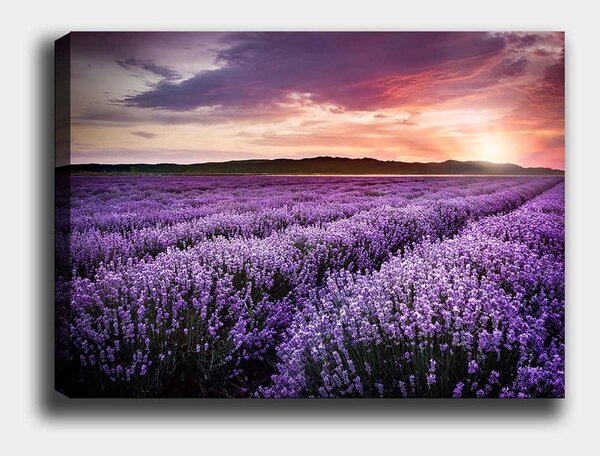 Живопис 100x70 cm Lavender Field - Wallity