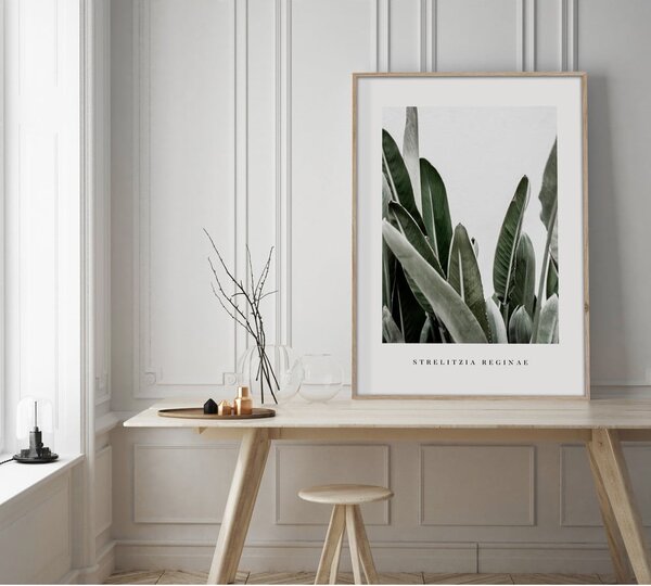 Плакат в рамка 50x70 cm Strelitzia - Styler