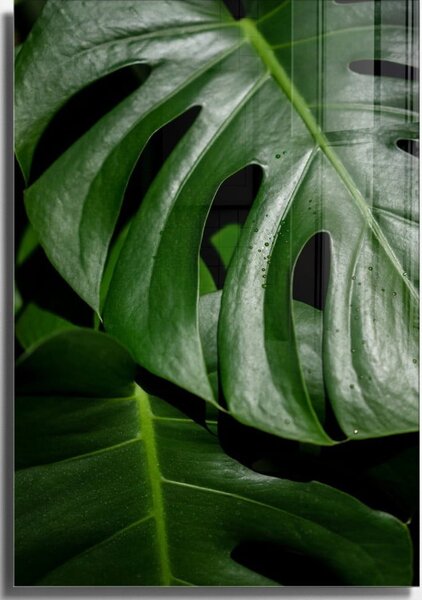 Картина върху стъкло 50x70 cm Monstera - Wallity