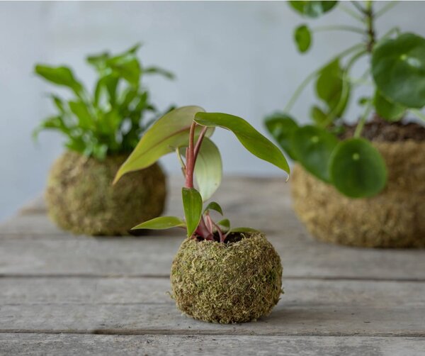 Саксия за цветя ø 9 cm Kokedama – Esschert Design