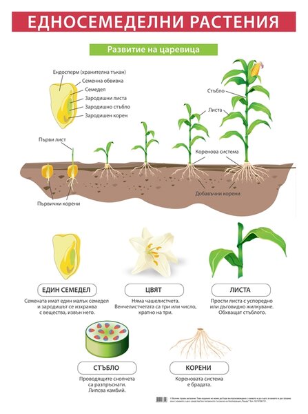Cubos Ученическо табло ''Едносемеделни растения'', 70 x 100 cm