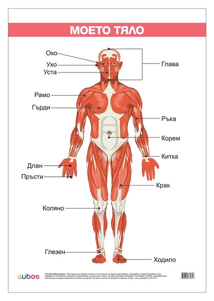 Cubos Ученическо табло ''Моето тяло'', ламинирано, 50 x 70 cm