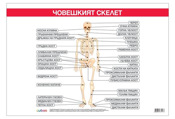 Cubos Ученическо табло ''Костна система'', 100 x 70 cm