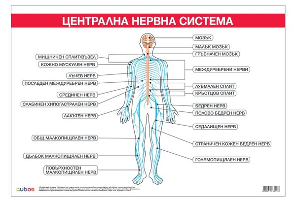 Cubos Ученическо табло ''Централна нервна система'', 100 x 70 cm