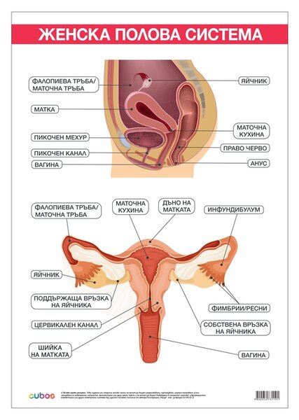 Cubos Ученическо табло ''Женска полова система'', 70 x 100 cm