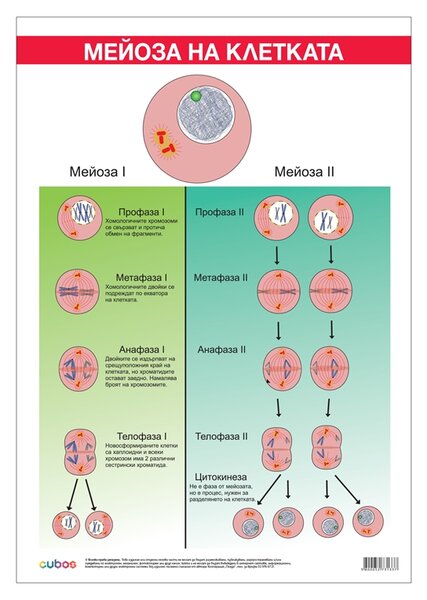 Cubos Ученическо табло ''Мейоза'', 70 x 100 cm