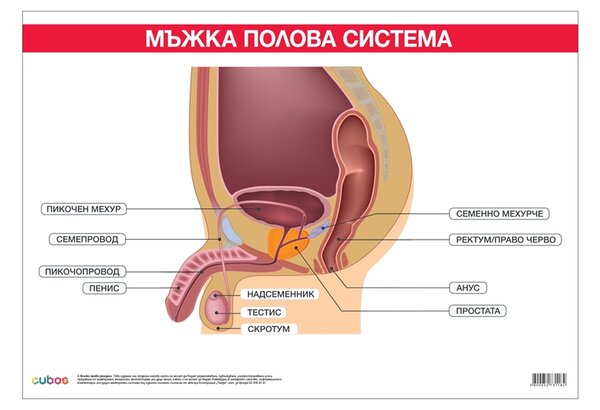 Cubos Ученическо табло ''Мъжка полова система'', 100 x 70 cm