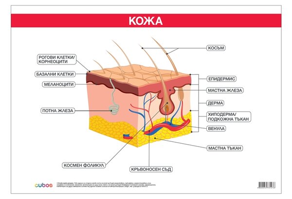 Cubos Ученическо табло ''Кожа'', 100 x 70 cm