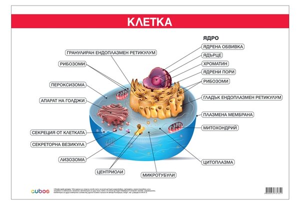 Cubos Ученическо табло ''Устройство на клетката'', 100 x 70 cm
