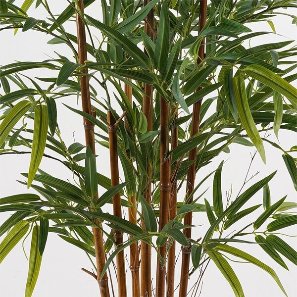 Декоративно саксийно растение Rhapis Palm Green 80x80x180 cm
