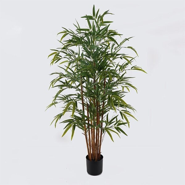 Декоративно саксийно растение Rhapis Palm Green 80x80x180 cm