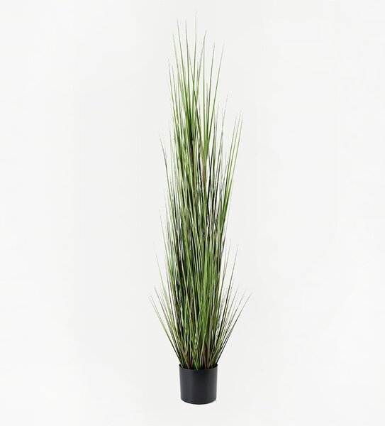 Декоративно растение Boxwood Boxwood Black 46x46x150 cm