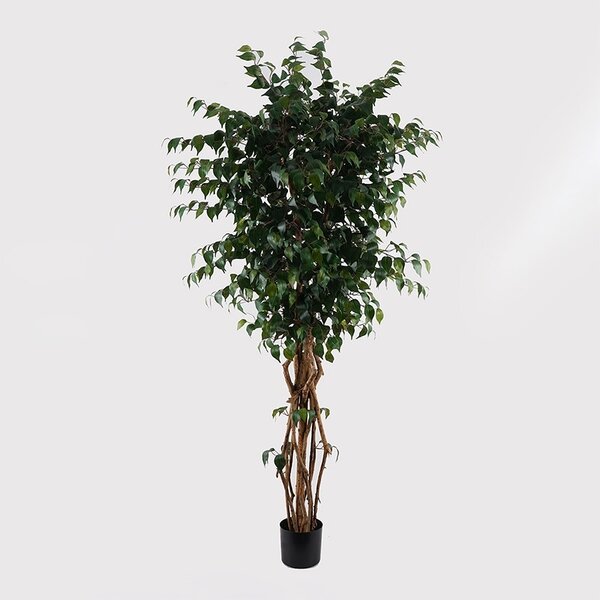 Декоративно растение Banyan Green 95x95x180 cm