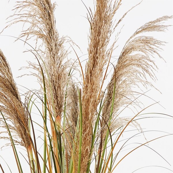 Декоративно саксийно растение Bulrush Green 65x65x120 cm